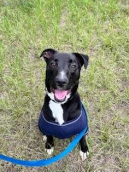 Labrador Retriever Dogs Available for Adoption in Sterling, Massachusetts - Takeo 1 Year AVAIL 4/22 | PetCurious