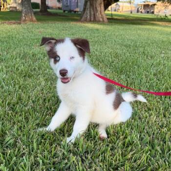 Juice Box -  Collie Dog for Adoption in Carencro, Louisiana - Juice Box | PetCurious