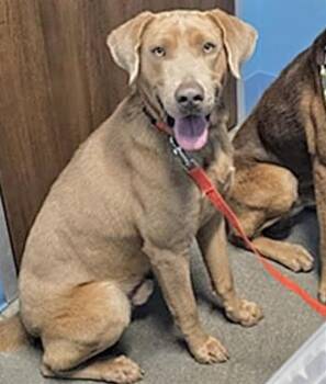 Bloodhound and Mixed Breed Dogs Available for Adoption - BLONDIE | PetCurious