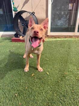 Sahara -  Pit Bull Terrier Dog for Adoption in Phoenix, Arizona - Sahara | PetCurious