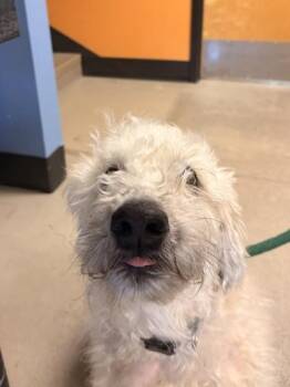 Wheaten Terrier Dogs Available for Adoption in Bellingham, Washington - Winnie | PetCurious