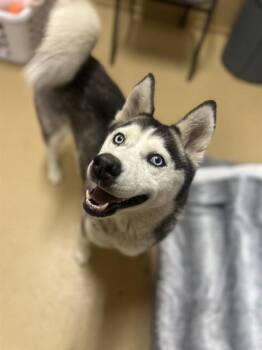 Siberian Husky Dogs Available for Adoption in Chula Vista, California - EVELYN | PetCurious