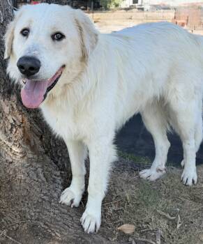 Huxley -  Great Pyrenees Dog for Adoption in Newport Beach, California - Huxley | PetCurious