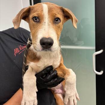Fiddle -  Mixed Breed Dog for Adoption in Abilene, Texas - Fiddle | PetCurious