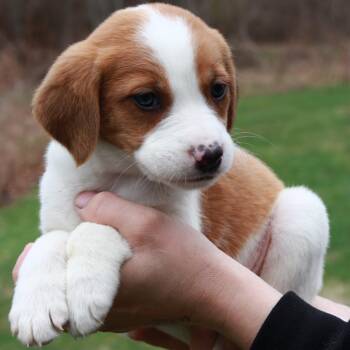 Shepherd Dogs Available for Adoption in Stormville, New York - CT Mustang Avail Apr 25 | PetCurious