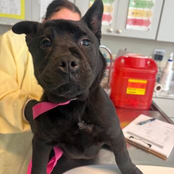 Mixed Breed Dogs Available for Adoption in Huntington, West Virginia - Maddie | PetCurious