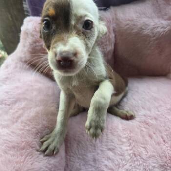 Pippin -  Catahoula Leopard Dog Dog for Adoption in Boca Raton, Florida - Pippin | PetCurious