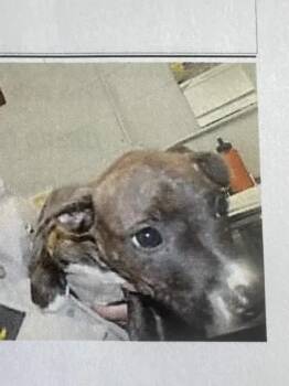 Jailbreak -  Mixed Breed Dog for Adoption in Wyoming, Michigan - Jailbreak | PetCurious