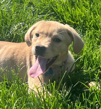 Labrador Retriever and Terrier Dogs Available for Adoption in Columbia, Illinois - Curly | PetCurious