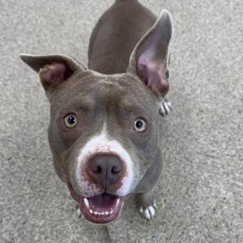 Shawty -  Pit Bull Terrier Dog for Adoption in Golden, Colorado - Shawty | PetCurious