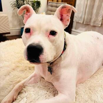 Dexter -  American Staffordshire Terrier Dog for Adoption in Williston, Vermont - Dexter | PetCurious