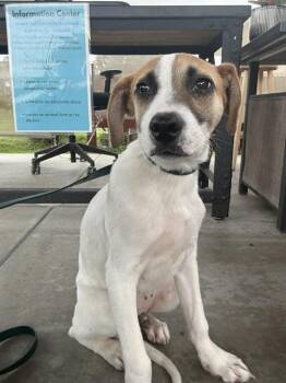 Beagle and Mixed Breed Dogs Available for Adoption in Camarillo, California - A880852 | PetCurious