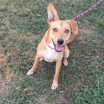 Blondie -  Shepherd and Lakeland Terrier Dog for Adoption in Maynardville, Tennessee - Blondie | PetCurious