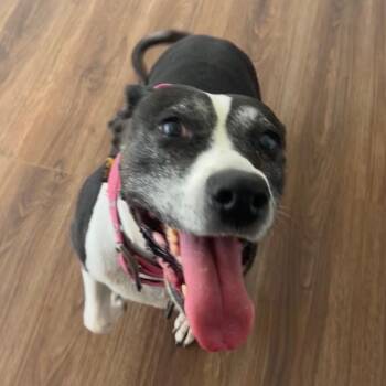 Tracy, Tootsie Roll Tracy -  American Staffordshire Terrier and Whippet Dog for Adoption in Houston, Texas - Tracy, Tootsie Roll Tracy | PetCurious