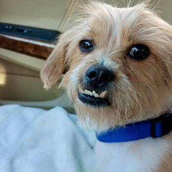 Shih Tzu and Dachshund Dogs Available for Adoption in Hillsborough, North Carolina - Ace | PetCurious