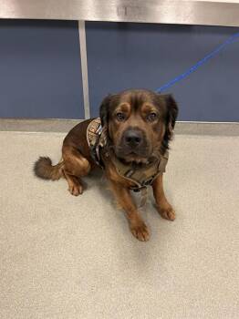 Rescue German Shepherd Dog and Mixed Breed Dogs for Adoption in Doral, Florida - SERG | PetCurious