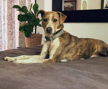 Dottie 1 -  Australian Cattle Dog Blue Heeler and Mixed Breed Dog for Adoption in Evergreen, Colorado - Dottie 1 | PetCurious
