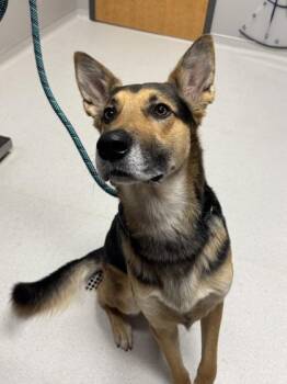 Fetch -  German Shepherd Dog and Mixed Breed Dog for Adoption in Missoula, Montana - Fetch | PetCurious