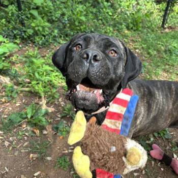 Rescue Cane Corso Dogs for Adoption in Lynchburg, Virginia - Darcy | PetCurious