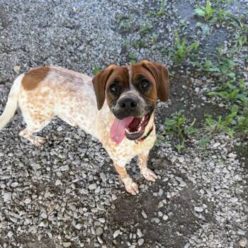 Mercy -  Beagle and Pointer Dog for Adoption in Fairmont, West Virginia - Mercy | PetCurious