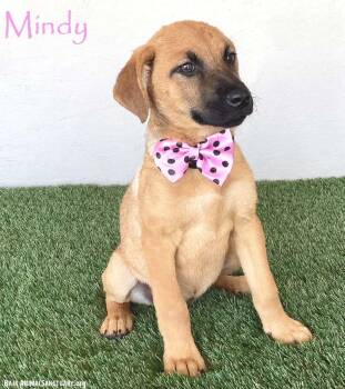 Mindy -  German Shepherd Dog and Labrador Retriever Dog Available for Adoption in San Diego, California - Mindy | PetCurious
