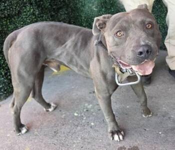 61557223 -  Pit Bull Terrier and Mixed Breed Dog for Adoption in El Paso, Texas - 61557223 | PetCurious