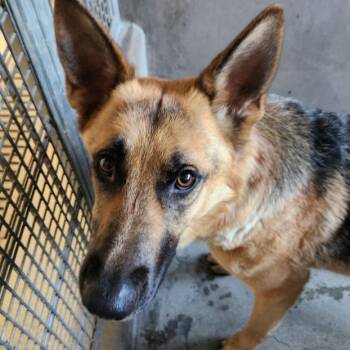 German Shepherd Dog Dogs Available for Adoption in Los Angeles, California - Venus/ Foxy A2194344 | PetCurious