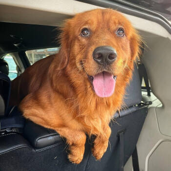 Rescue Golden Retriever Dogs for Adoption in Louisville, Kentucky - Ryder #7314 | PetCurious