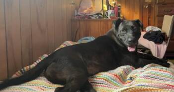Labrador Retriever and American Bulldog Dogs Available for Adoption in Troy, Alabama - Solace | PetCurious