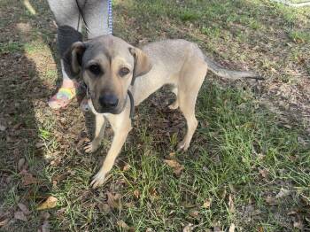 Rescue Shepherd Dogs for Adoption in Troy, Alabama - Tater | PetCurious