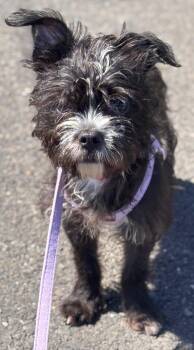 Terrier Dogs Available for Adoption in Newport, Oregon - Toni | PetCurious