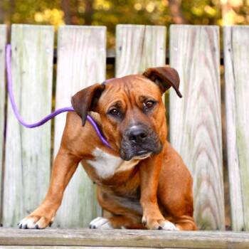 Beanie -  Pit Bull Terrier and Mixed Breed Dog for Adoption in Evensville, Tennessee - Beanie | PetCurious