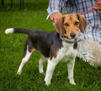 Rescue Beagle Dogs for Adoption in Lockport, New York - Sally | PetCurious
