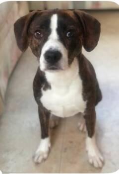 BEANIE BABY -  Beagle and Boxer Dog for Adoption in West Cape May, New Jersey - BEANIE BABY | PetCurious