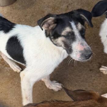 Clam -  Mixed Breed Dog for Adoption in Lake Jackson, Texas - Clam | PetCurious