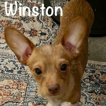 Winston - ALMN -  Shih Tzu and Dachshund Dog for Adoption in Albert Lea, Minnesota - Winston - ALMN | PetCurious