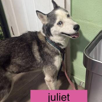 Siberian Husky Dogs Available for Adoption in Tampa, Florida - Juliet | PetCurious