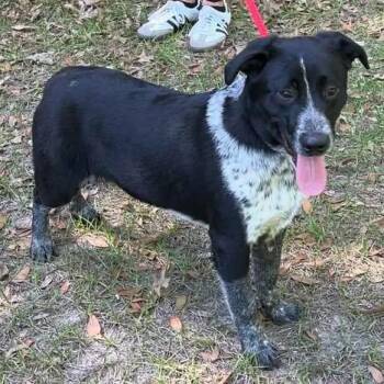 Australian Cattle Dog Blue Heeler Dogs Available for Adoption in Grand Bay, Alabama - Ruffin | PetCurious