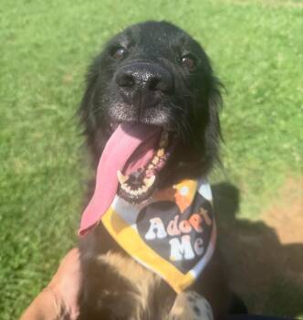 Border Collie Dogs Available for Adoption in Lebanon, Tennessee - Gilly | PetCurious