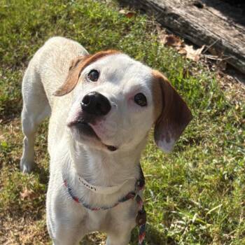 Loretta Lynn -  Terrier and Hound Dog for Adoption in Birmingham, Alabama - Loretta Lynn | PetCurious