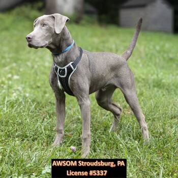 Bowie -  Labrador Retriever Dog for Adoption in Stroudsburg, Pennsylvania - Bowie | PetCurious