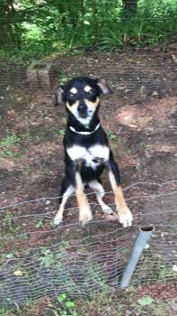 Jojo -  Fox Terrier and Feist Dog for Adoption in Inez, Kentucky - Jojo | PetCurious