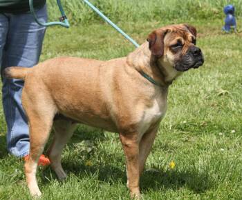 Mastiff Dogs Available for Adoption in Marietta, Ohio - Coco (Photos 5/8/2026) | PetCurious