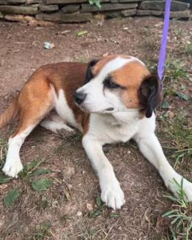 Nero -  Beagle Dog for Adoption in Mocksville, North Carolina - Nero | PetCurious