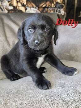 Dachshund and Chihuahua Dogs Available for Adoption in Armada, Michigan - Dolly And Her Gang  | PetCurious