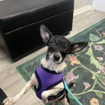 Chihuahua Dogs Available for Adoption in Zephyrhills, Florida - Gigi  | PetCurious