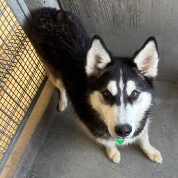 Siberian Husky Dogs Available for Adoption in Los Angeles, California - Rolo A2258884 | PetCurious
