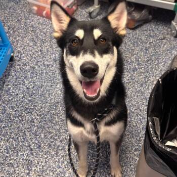 Nikita -  Husky Dog for Adoption in Belleville, Illinois - Nikita | PetCurious