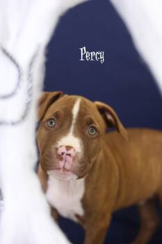 Percy -  Terrier Dog for Adoption in Whitestown, Indiana - Percy | PetCurious