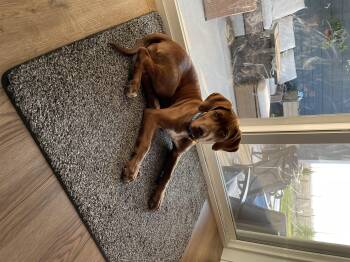 Daisy -  Chocolate Labrador Retriever and Labrador Retriever Dog for Adoption - Daisy | PetCurious